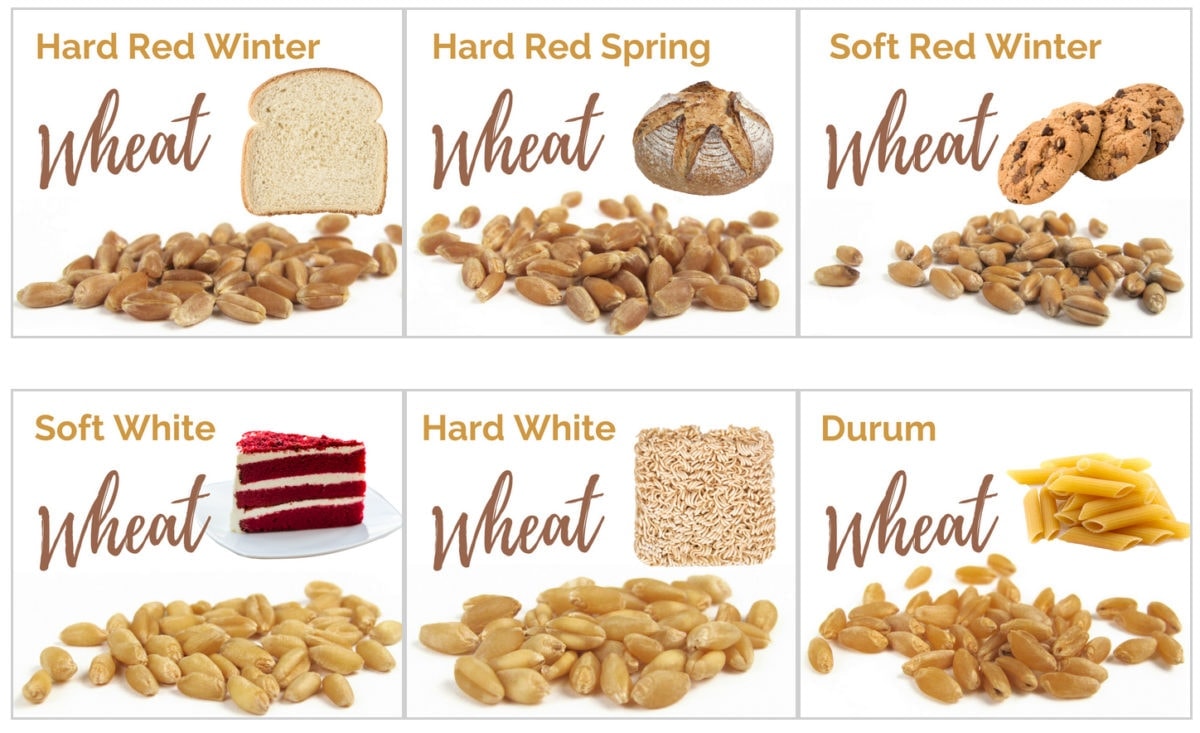 Hard Red Winter Wheat Vs Hard Red Spring Wheat